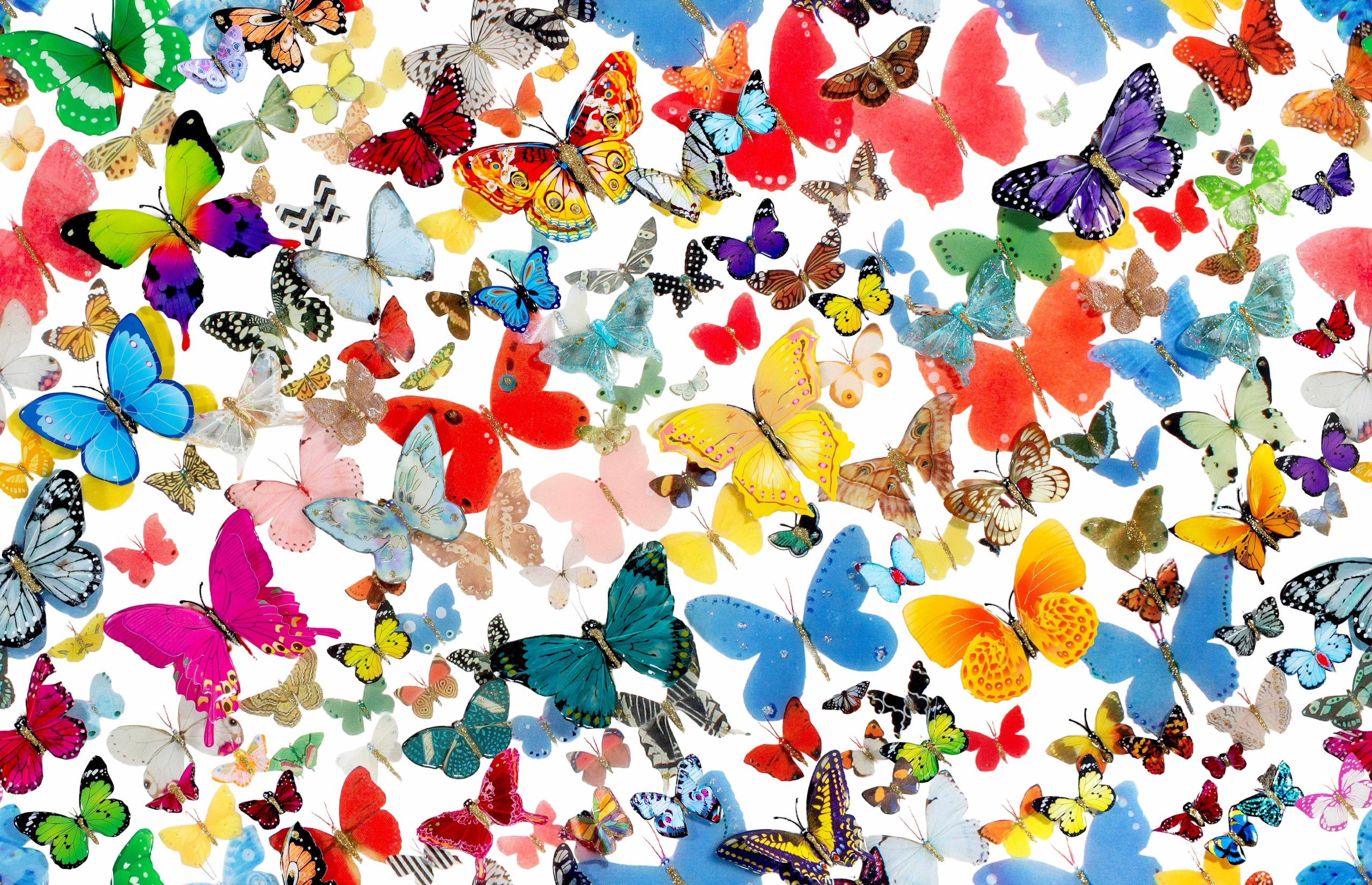 Butterflies Of The World (4)